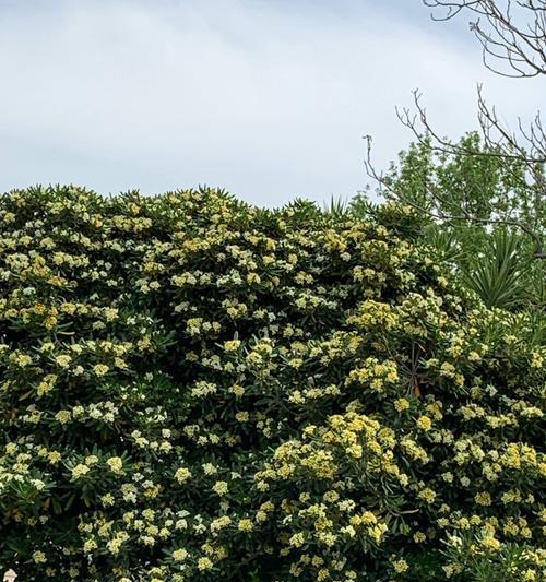 以海桐花的花语——寄托思念之情（海桐花花语与思念之情的契合）