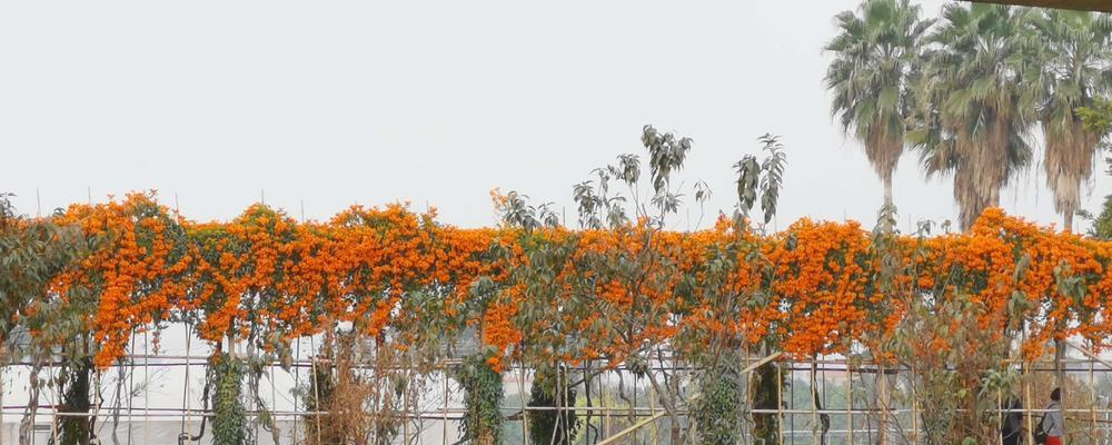 迷人的海桐花花语（探秘海桐花的含义与魅力）