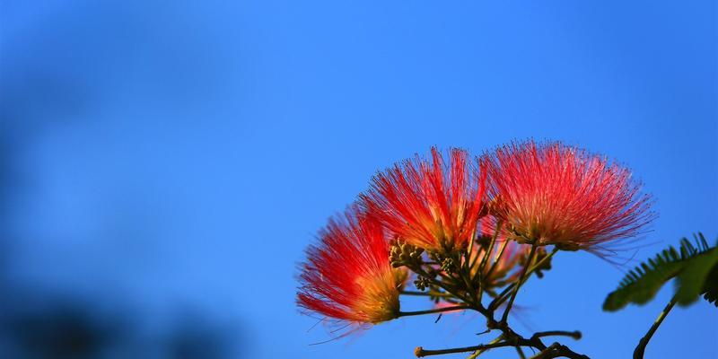 合欢花的传说与花语（传说中的合欢花）