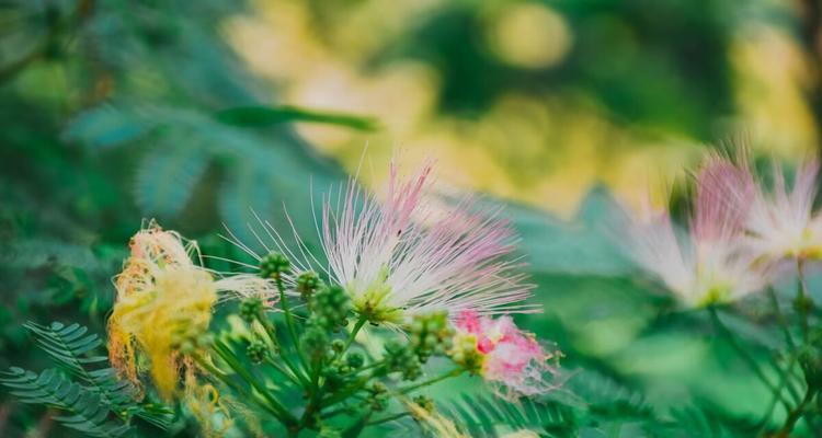 合欢花语（探索合欢花的花语之美）