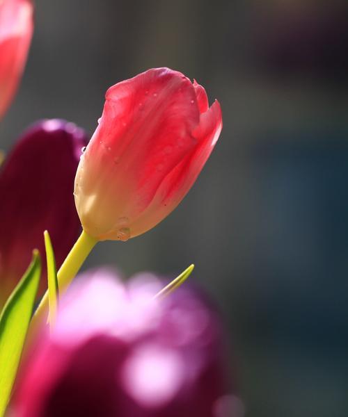 黑郁金香花语的意义与传承（黑郁金香的神秘之美与人文情怀）