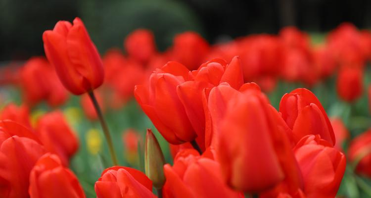 红色郁金香的花语（红色郁金香的美丽与意义）