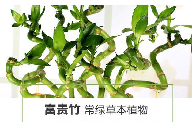 丰收无忧的富贵竹种植全攻略（轻松掌握富贵竹的养护方法）