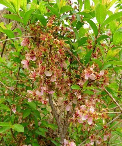 钙果的开花特性（一年开几次花）