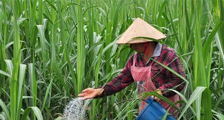 什么是被子植物