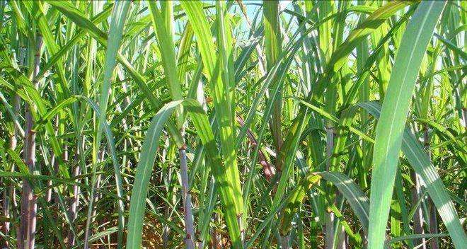 甘蔗种植时间（什么季节种植最佳）