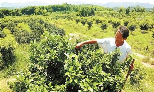 如何优化柑橘园的套种（选择正确的套种植物）