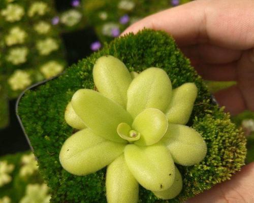 干苔藓与盆栽花的奇妙结合（以“适宜性”为切入点）