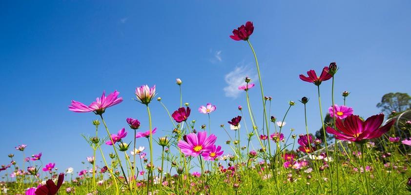 格桑花花语与寓意（寓意深远）