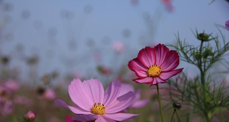 格桑花开放时间及生态环境保护（格桑花花期长短和成长环境对其影响分析）