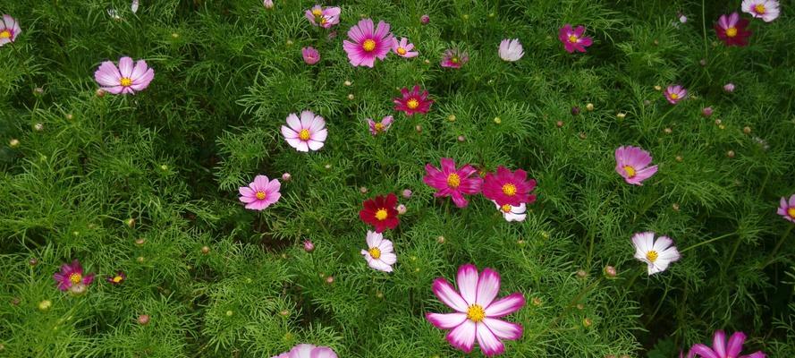 格桑花开花季节及特点剖析（揭秘格桑花的开花周期和特点）