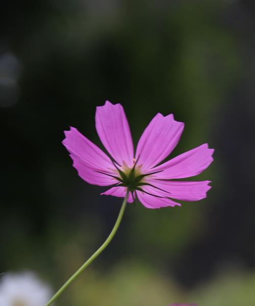 格桑花——四季开花的美丽传说（探秘格桑花开放奥秘）