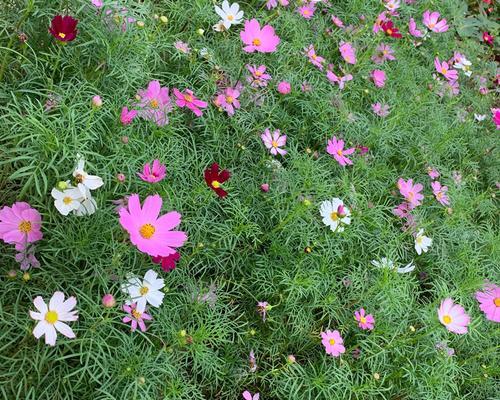 格桑花养殖全指南（从选种到繁殖）