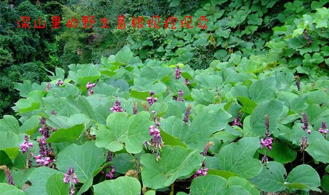 揭秘葛根花期，了解花开背后的秘密（揭秘葛根花期）