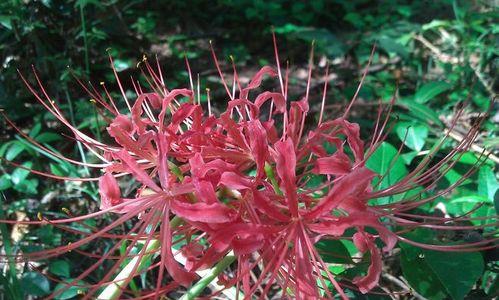 曼珠沙华，彼岸花的姐妹花（认识曼珠沙华）