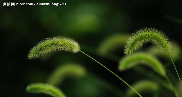 解读神奇的狗尾巴草（了解狗尾巴草的特性和用途）