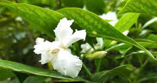 狗牙花的开花规律（探究狗牙花一年开几次花及其影响因素）