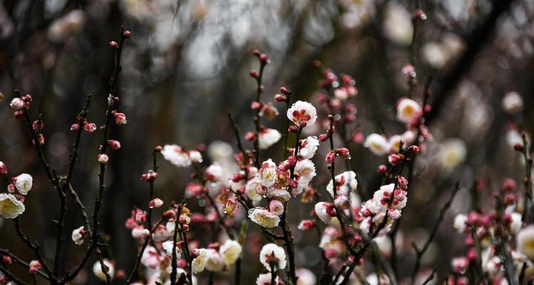 冬天梅花的独特魅力（冬天梅花的花期及花形特点）