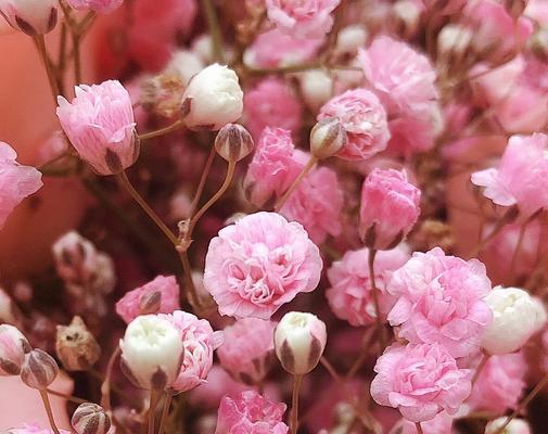 粉色满天星花语，传递浪漫与祝福（花朵中的甜蜜告白）