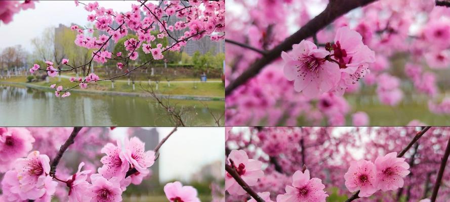 粉色梅花的花语与寓意（梅花之美尽显柔情）