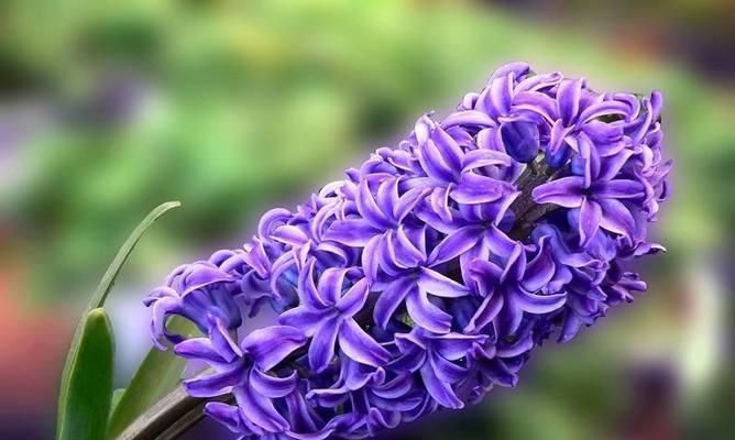 风信子花语与传说（揭秘风信子的花语和神话）