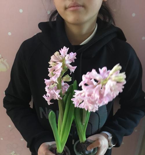 风信子花语与寓意解读（探索各色风信子的花语之美）