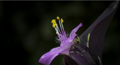 黑色风信子花语（探索黑色风信子的花语与意义）