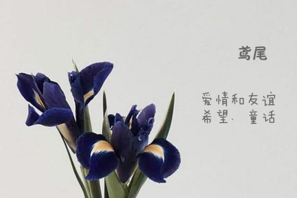 红口水仙花语（揭开红口水仙花的爱情密码）