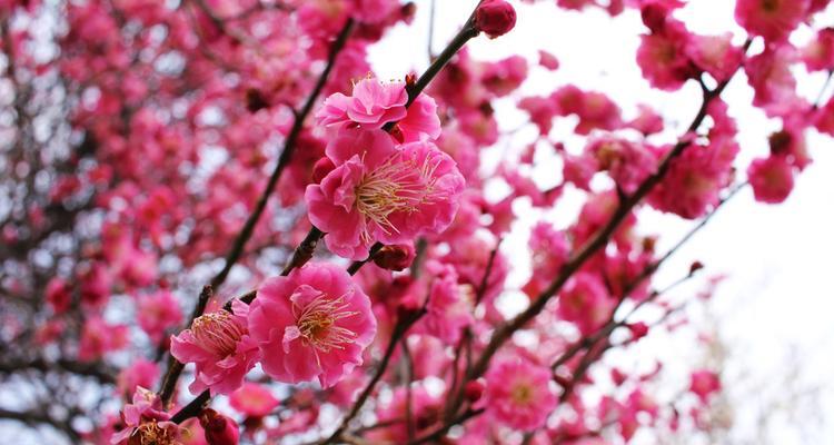 红梅花花语的意义与传承（傲立寒冬）