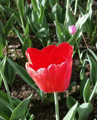 红色和黄色的郁金香花代表的含义（探寻郁金香花色的象征意义）