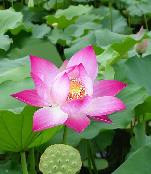 黄色荷花的花语与美丽寓意（以黄色荷花为主题的花语探索与解读）