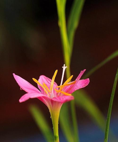 韭兰花的花语与含义（探寻韭兰花的深意）