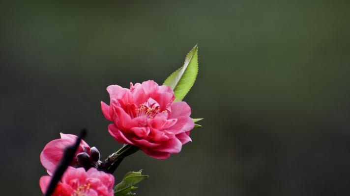 九月桃花刀（一把刀）