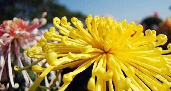 菊花花语的深意（探索菊花花语的内涵与意义）