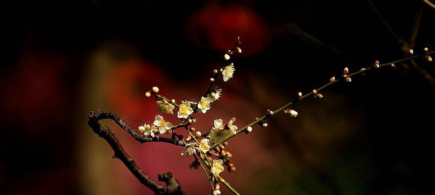 寒冬中的盛放-腊梅花的花语（传递希望和坚韧的花朵）