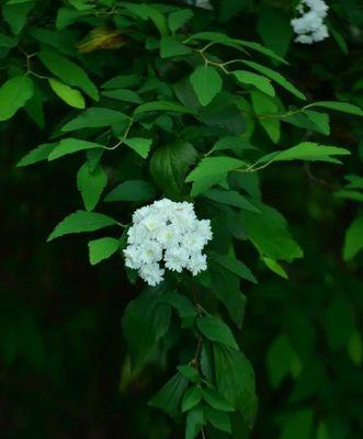 麻叶绣线菊花语（探寻麻叶绣线菊的美与哲理）