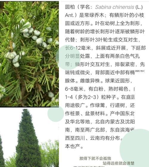 落羽杉是裸子植物，不同于被子植物（落羽杉的分类、特征和分布）