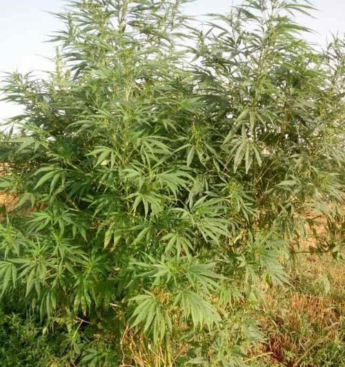 麻籽的植物类别及其药用价值探析（探究麻籽的植物分类及其药用价值）