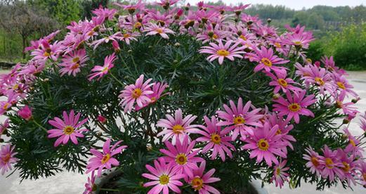 玛格丽特花的芳香（探究玛格丽特花的香味来源及特点）