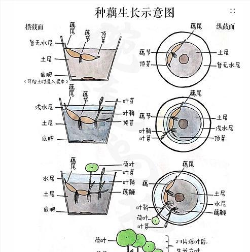 玛格丽特夏天的浇水技巧（正确的浇水方法让花儿更茁壮成长）