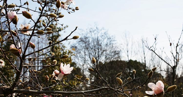 马鞍山的市花——紫薇花（探寻紫薇花的美丽与神秘）