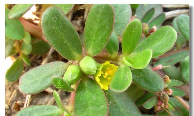 探秘马齿苋——一种美味又营养的蔬菜（从种植到食用）