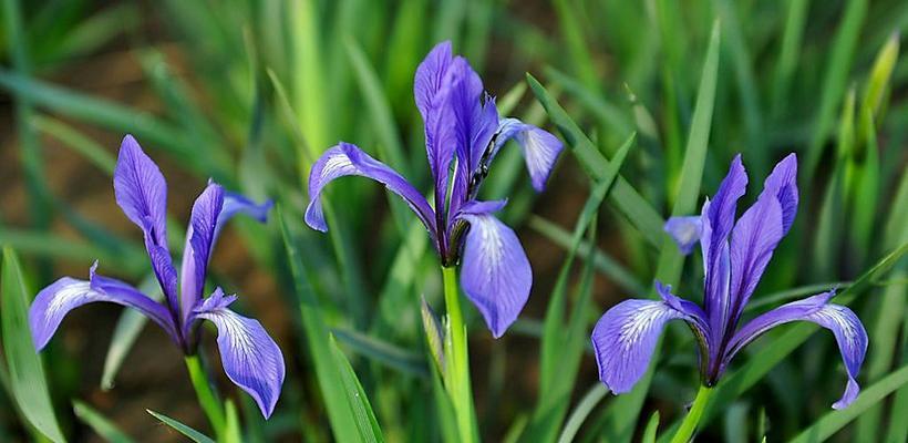 马兰花开花时间及频率（探究马兰花一年开几次花及其生长习性）