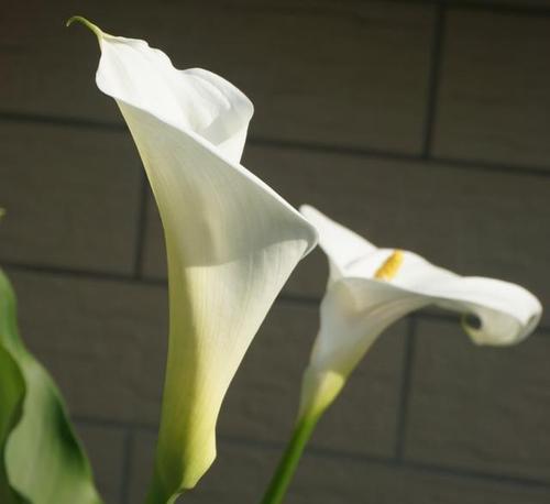 马蹄莲的花期（探究马蹄莲开花的时间和生长条件）