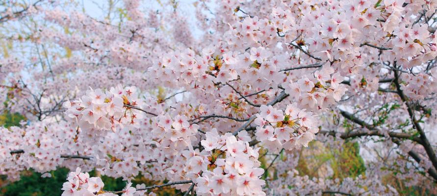 樱花（探索樱花的意义与文化传承）