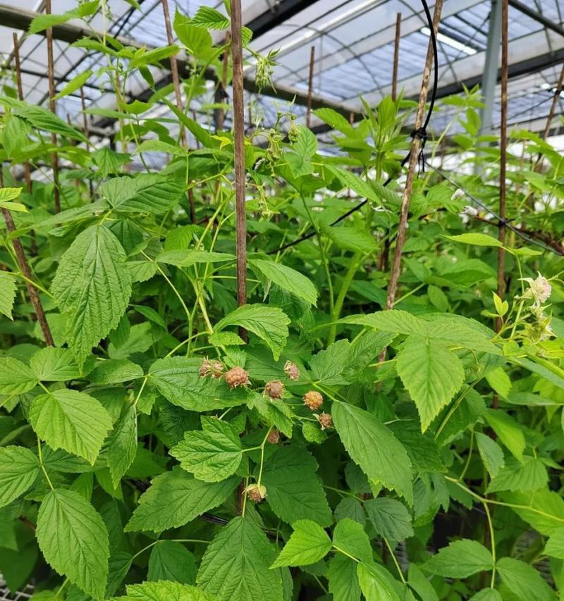 树莓发芽长叶的时节和技巧（根据春季气温和土壤状况掌握发芽时间和关键要素）