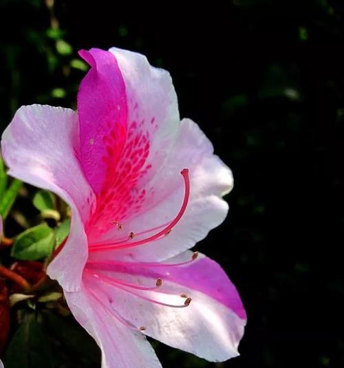 映山红，花开芳华（花语寓意与传承）