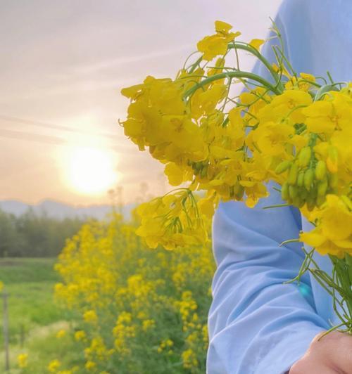 油菜花的花语与传说（盛开黄金的大地）