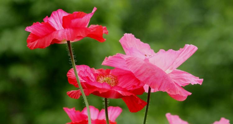 虞美人花语与情感的奇妙共鸣（以花之名）