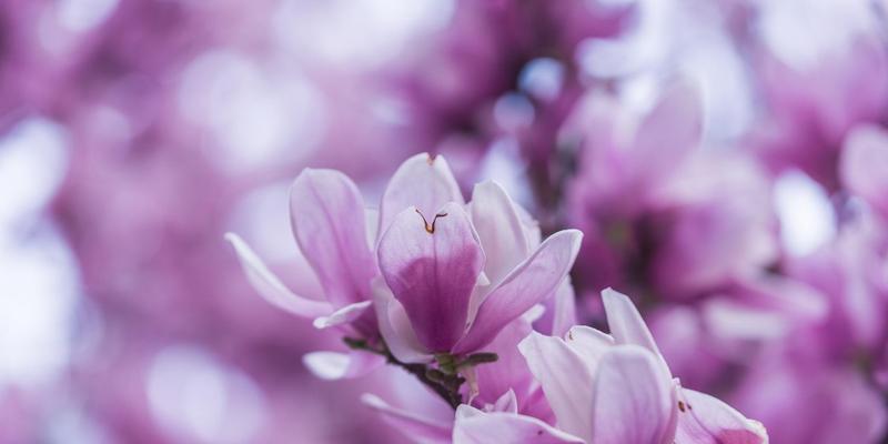 玉兰花的寓意与传说（探寻玉兰花的美丽与神秘）